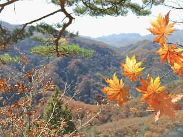 澳門最準(zhǔn)一肖一碼一碼配套成龍099期 09-21-30-33-35-36D：08,澳門最準(zhǔn)一肖一碼一碼配套成龍，揭秘與探索彩票背后的秘密