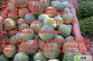 河南西瓜價格最新行情,河南西瓜價格最新行情分析