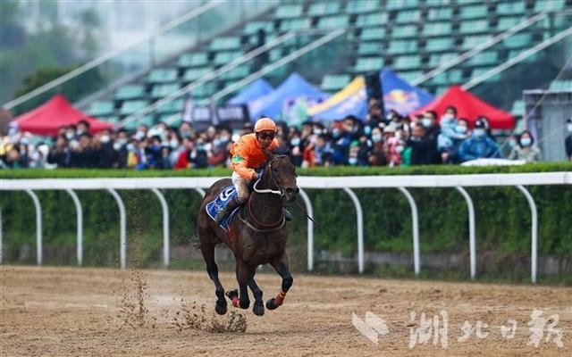 新澳今天開什么特馬,新澳今日賽馬結果揭秘，探尋特馬的勝利軌跡