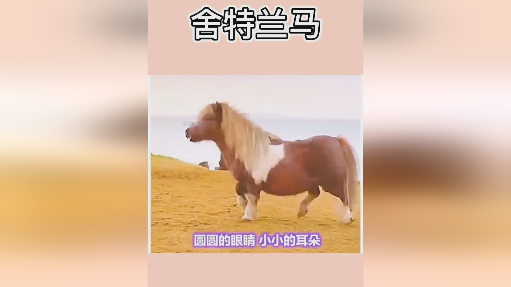 2024特馬今晚開獎,關于特馬今晚開獎的探討與期待