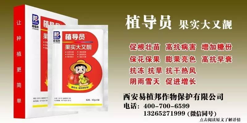 澳門王中王100%期期中一期,澳門王中王100%期期中一期，揭秘彩票背后的秘密