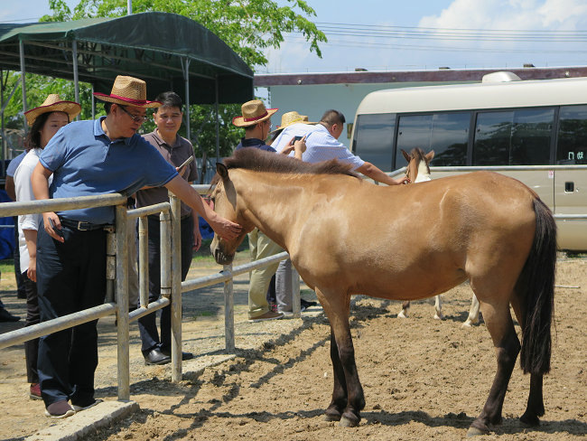 澳門今晚開特馬四不像圖,澳門今晚開特馬四不像圖——探索澳門賽馬文化的獨特魅力