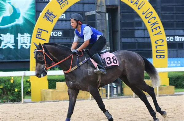 今晚澳門馬出什么特馬,今晚澳門馬會出什么樣的特馬？探索賽馬世界的神秘面紗