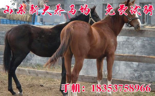 香港馬資料更新最快的,香港馬資料更新最快的來源與解析