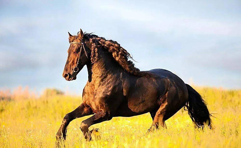 今晚澳門馬出什么特馬,今晚澳門馬出什么特馬，探索澳門賽馬世界的神秘面紗