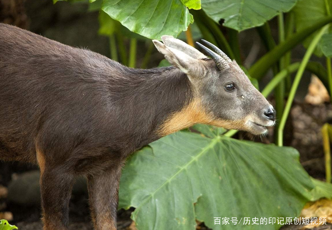 四不像今晚必中一肖,四不像今晚必中一肖——探尋神秘預測背后的真相