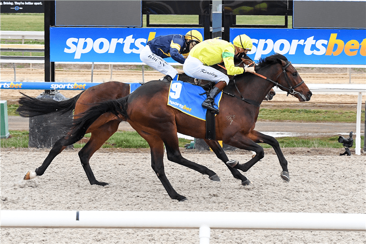 新澳今天開什么特馬,新澳今日賽馬結果揭秘，探尋特馬的勝利之路